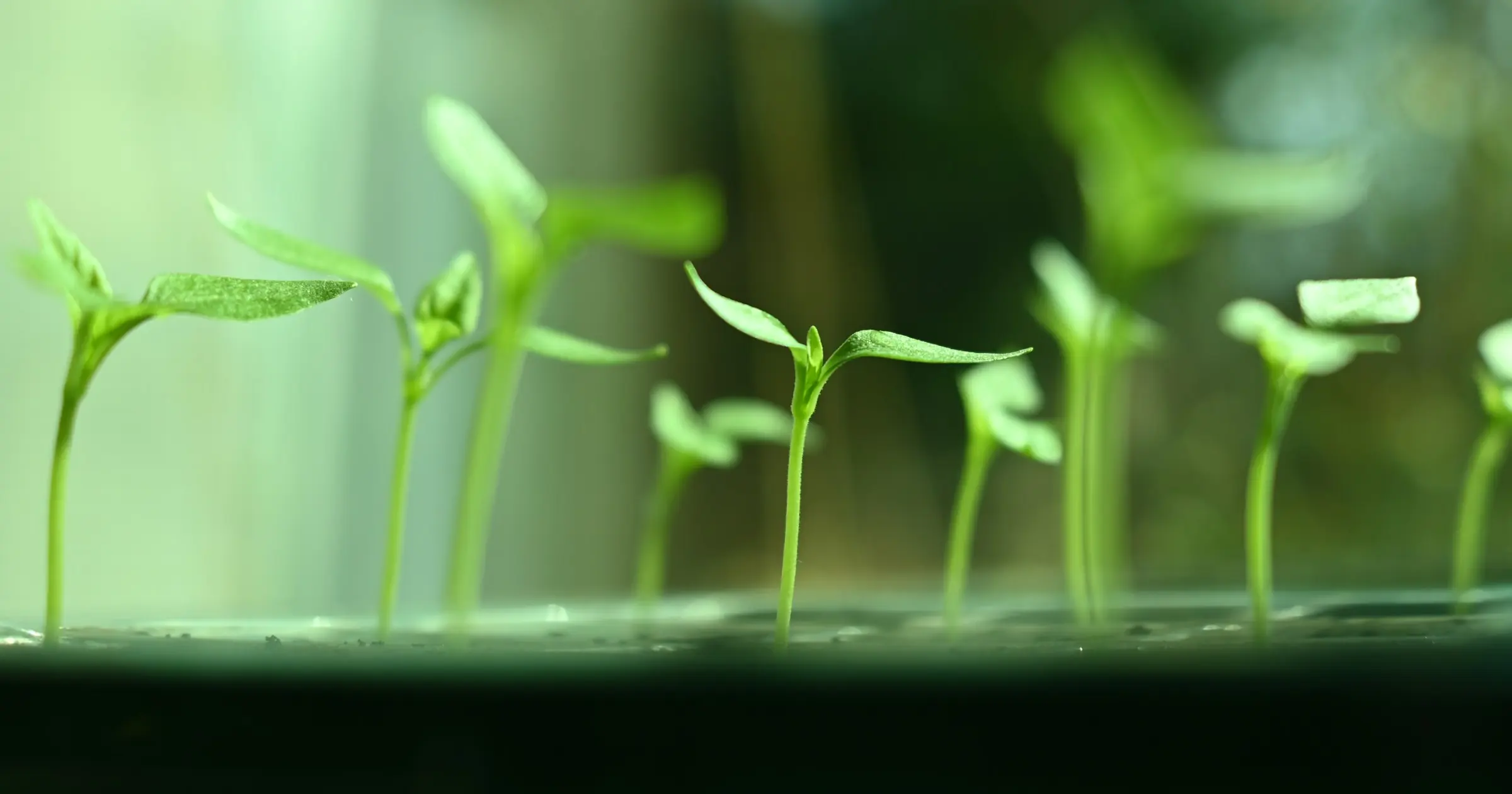 Row of young green seedlings sprouting in a tray