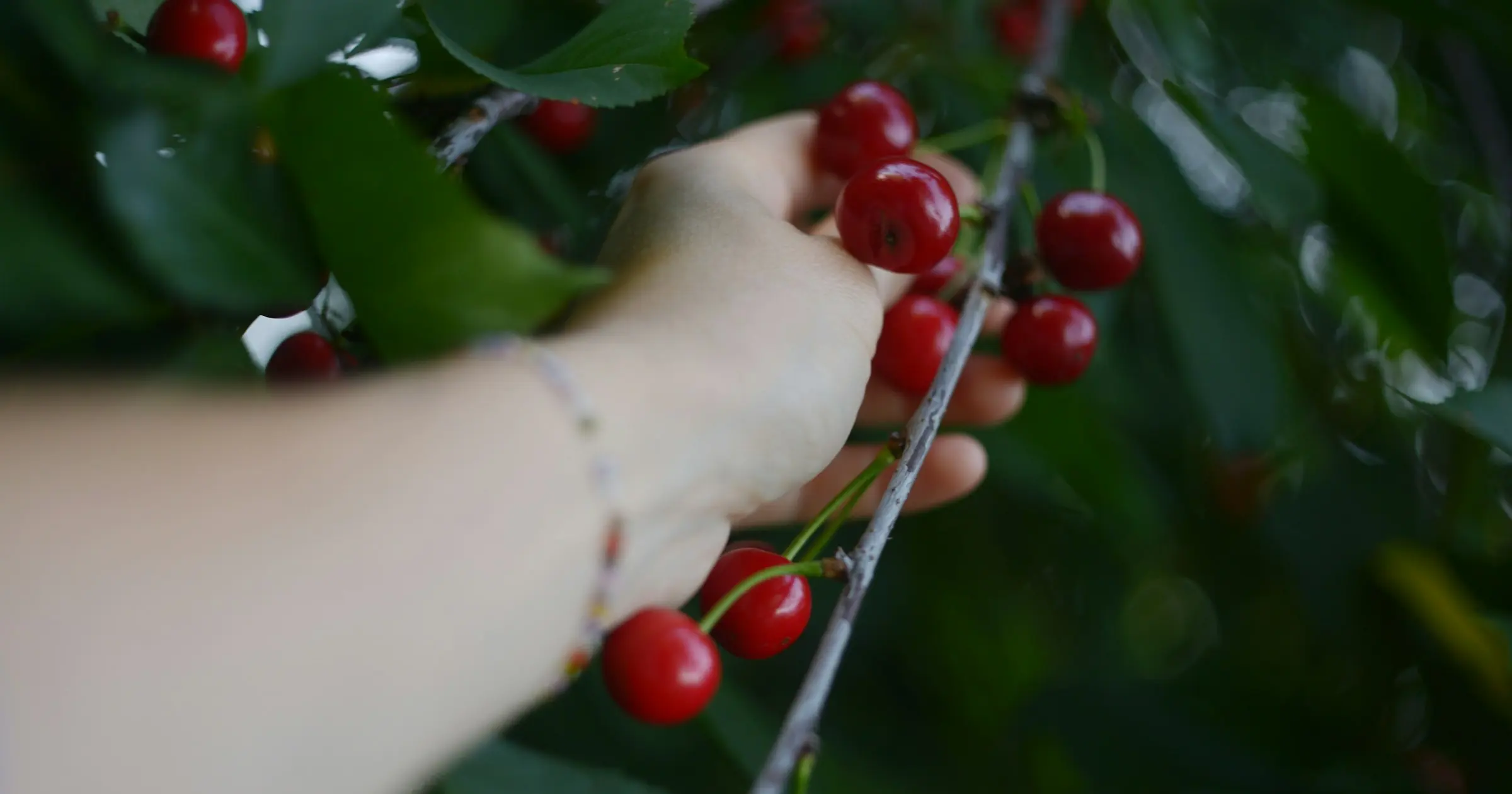 A hand picking ripe red cherries from a leafy branch