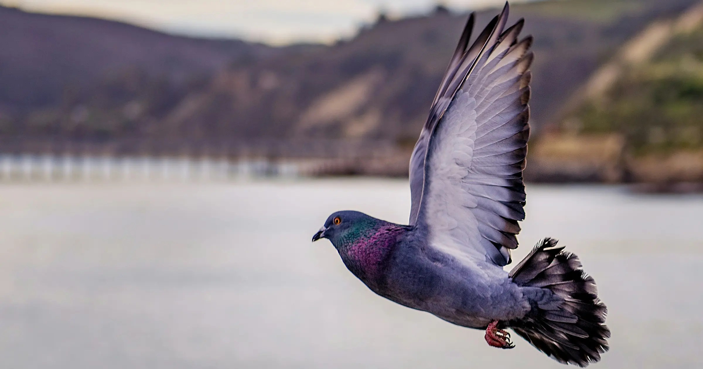 Grey pigeon in flight over a lake with blurred hills behind